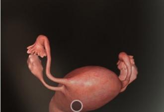 Embryo development by day