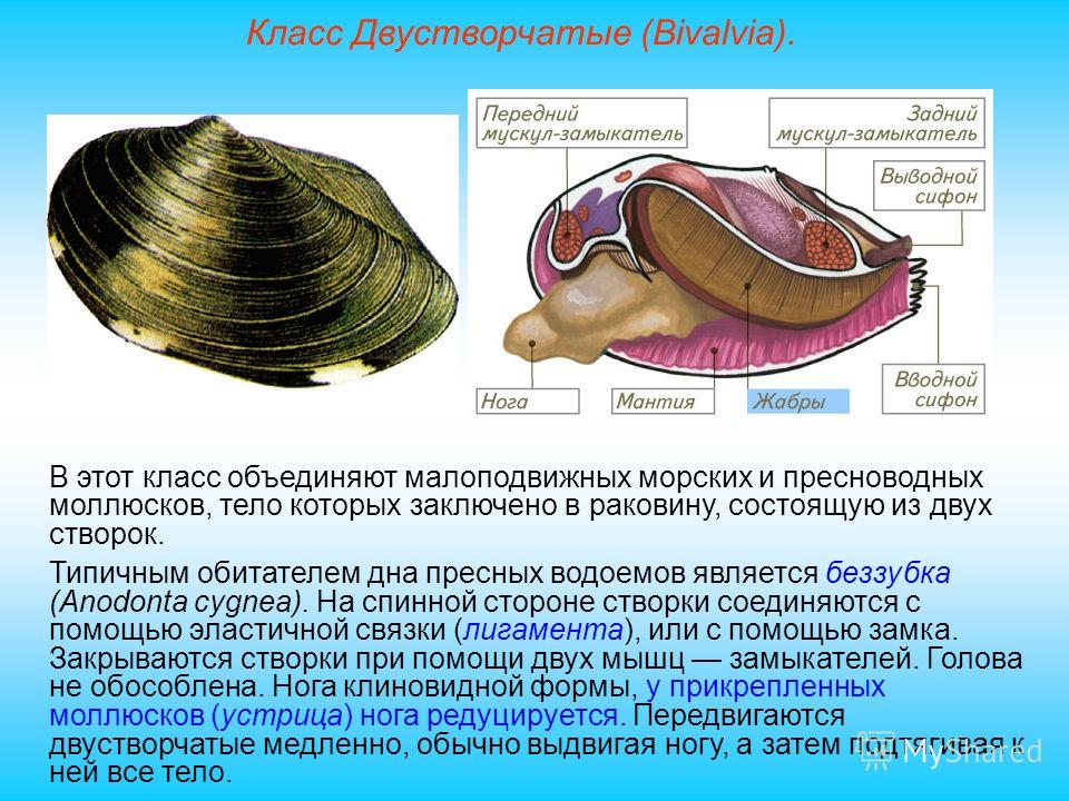 Двустворчатый моллюск рисунок