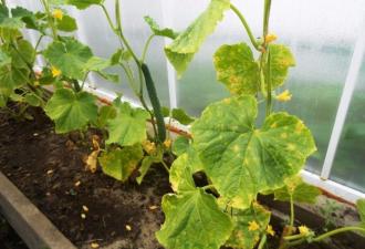 What to do if cucumbers dry in a greenhouse, and why does this happen?